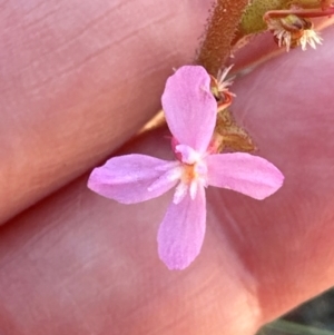 Stylidium graminifolium at Aranda Bushland - 19 Jan 2024