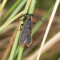 Achras limbatum (A net-winged beetle) at Bemboka, NSW - 17 Jan 2024 by AlisonMilton