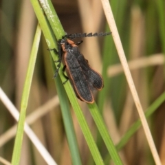 Achras limbatum at Glenbog State Forest - 18 Jan 2024