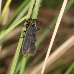 Achras limbatum at Glenbog State Forest - 18 Jan 2024