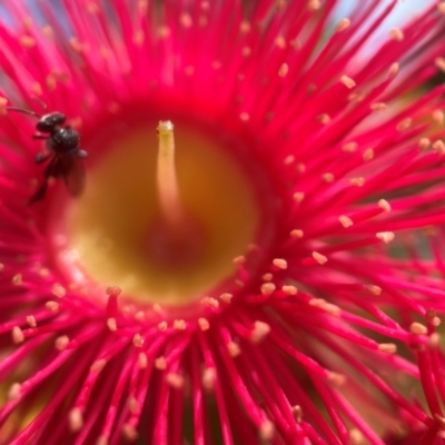 Tetragonula carbonaria (Stingless bee) at Broulee Moruya Nature Observation Area - 13 Jan 2024 by PeterA