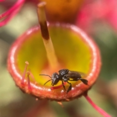 Tetragonula carbonaria at Broulee, NSW - 13 Jan 2024