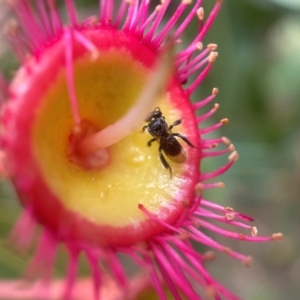 Tetragonula carbonaria at Broulee, NSW - 13 Jan 2024