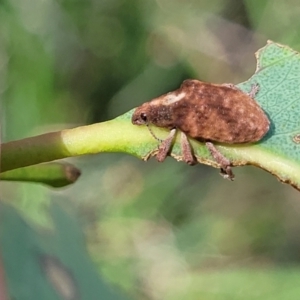 Gonipterus scutellatus at Kuringa Woodlands - 19 Jan 2024