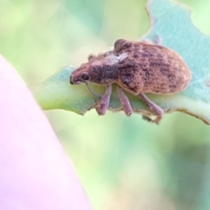 Gonipterus scutellatus at Kuringa Woodlands - 19 Jan 2024