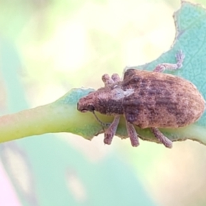 Gonipterus scutellatus at Kuringa Woodlands - 19 Jan 2024