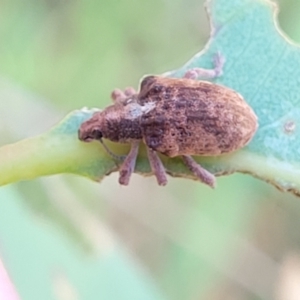 Gonipterus scutellatus at Kuringa Woodlands - 19 Jan 2024