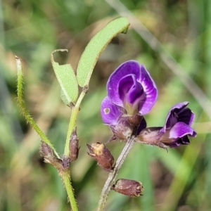 Glycine tabacina at Kuringa Woodlands - 19 Jan 2024