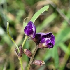 Glycine tabacina at Kuringa Woodlands - 19 Jan 2024