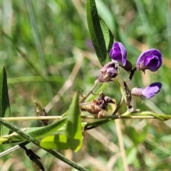 Glycine tabacina at Kuringa Woodlands - 19 Jan 2024