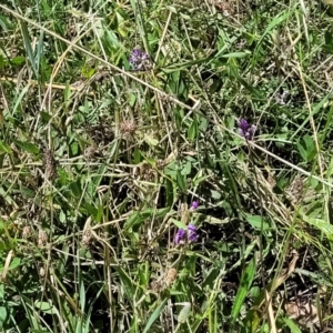 Glycine tabacina at Kuringa Woodlands - 19 Jan 2024