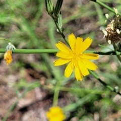 Chondrilla juncea (Skeleton Weed) at Kuringa Woodlands - 19 Jan 2024 by trevorpreston