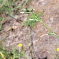 Chondrilla juncea at Kuringa Woodlands - 19 Jan 2024