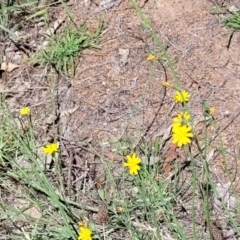 Chondrilla juncea at Kuringa Woodlands - 19 Jan 2024