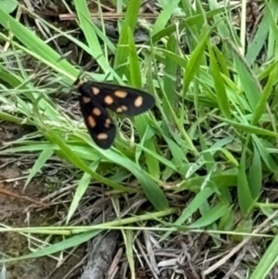 Unidentified Noctuoid moth (except Arctiinae) at Wingecarribee Local Government Area - 19 Jan 2024 by Span102