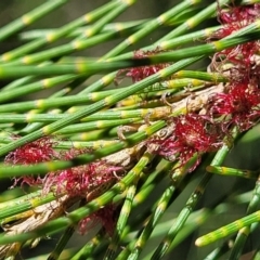 Casuarina cunninghamiana subsp. cunninghamiana (River She-Oak, River Oak) at Fraser, ACT - 19 Jan 2024 by trevorpreston