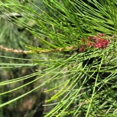 Casuarina cunninghamiana subsp. cunninghamiana at Kuringa Woodlands - 19 Jan 2024