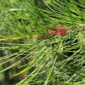 Casuarina cunninghamiana subsp. cunninghamiana at Kuringa Woodlands - 19 Jan 2024