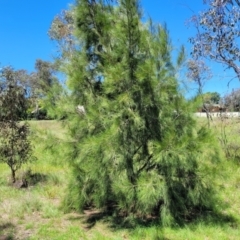 Casuarina cunninghamiana subsp. cunninghamiana at Kuringa Woodlands - 19 Jan 2024