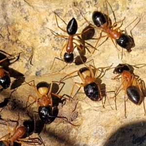 Camponotus consobrinus at Kuringa Woodlands - 19 Jan 2024
