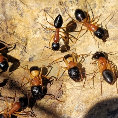 Camponotus consobrinus (Banded sugar ant) at Fraser, ACT - 19 Jan 2024 by trevorpreston