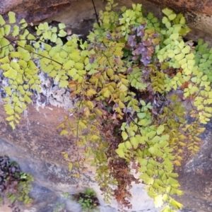 Adiantum capillus-veneris at Wingecarribee Local Government Area - suppressed