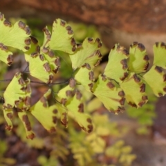 Adiantum capillus-veneris at Wingecarribee Local Government Area - suppressed