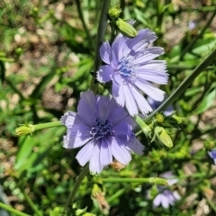 Cichorium intybus (Chicory) at Fraser, ACT - 19 Jan 2024 by trevorpreston