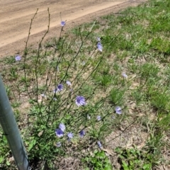 Cichorium intybus at Kuringa Woodlands - 19 Jan 2024