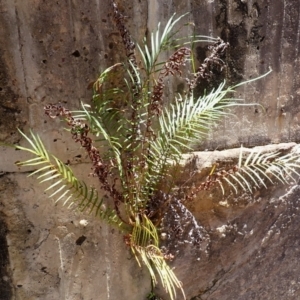 Pteris vittata at suppressed - 18 Jan 2024