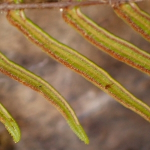 Pteris vittata at suppressed - 18 Jan 2024