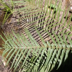 Pteris vittata at suppressed - 18 Jan 2024