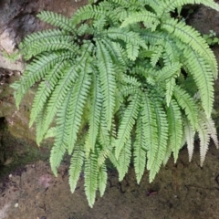 Adiantum hispidulum var. hispidulum (Rough Maidenhair) at Wingecarribee Local Government Area - 18 Jan 2024 by plants