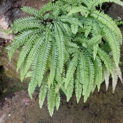 Adiantum hispidulum var. hispidulum (Rough Maidenhair) at Lake Avon - 18 Jan 2024 by plants