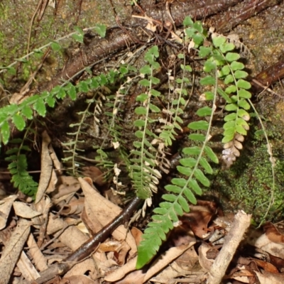 Blechnum rupestre (Small Rasp Fern) at Avon, NSW - 18 Jan 2024 by plants