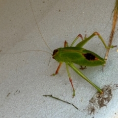 Unidentified Grasshopper (several families) at Mittagong, NSW - 10 Jan 2024 by Span102