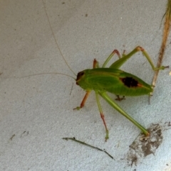 Unidentified Grasshopper (several families) at Mittagong - 10 Jan 2024 by Span102