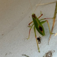 Tettigoniidae (family) at Wingecarribee Local Government Area - suppressed