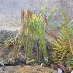 Psilotum nudum (Skeleton Fork-fern) at Avon, NSW - 18 Jan 2024 by plants