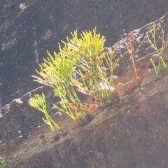 Psilotum nudum at Lake Avon - 18 Jan 2024 11:54 AM