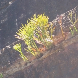 Psilotum nudum at Lake Avon - 18 Jan 2024