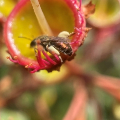 Leioproctus (Leioproctus) amabilis (A plaster bee) at Broulee Moruya Nature Observation Area - 13 Jan 2024 by PeterA