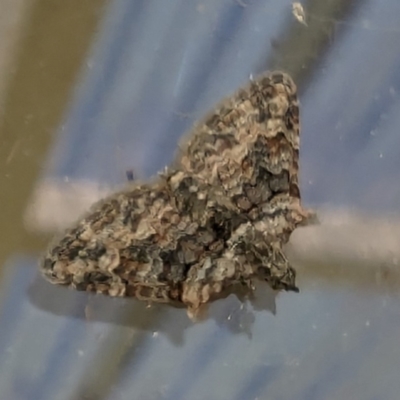 Phrissogonus laticostata (Apple looper moth) at Lions Youth Haven - Westwood Farm - 19 Jan 2024 by HelenCross