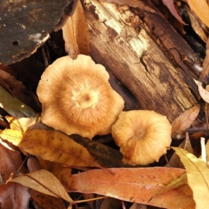 Gymnopus sp. at Macquarie, ACT - 29 May 2022