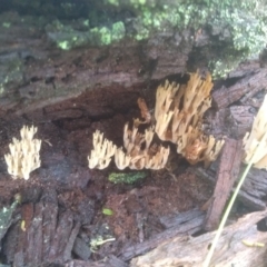 Artomyces colensoi at Bemboka, NSW - 17 Jan 2024 by mahargiani