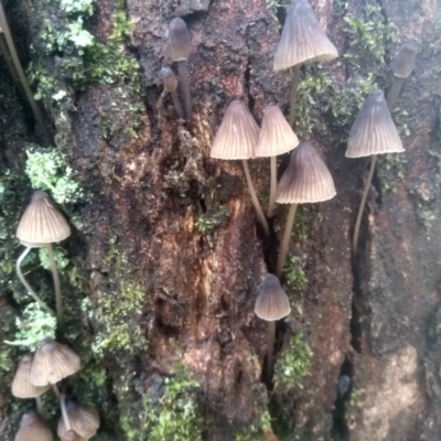 Mycena subgalericulata at Glenbog State Forest - 18 Jan 2024 by mahargiani