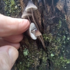 Mycena subgalericulata at Glenbog State Forest - 18 Jan 2024 09:27 AM