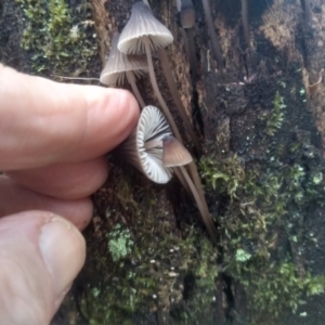 Mycena subgalericulata at Glenbog State Forest - 18 Jan 2024 09:27 AM