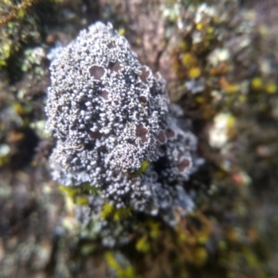 Unidentified Lichen at Bemboka, NSW - 17 Jan 2024 by mahargiani