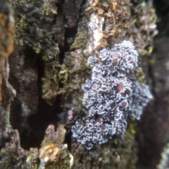 Unverified at suppressed - suppressed